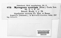 Mycogone cervina image